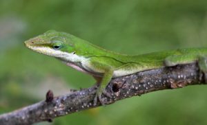 Green Anole 1