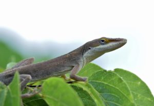 Green Anole 2