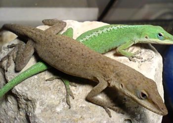 Green Anole -Brown Anole