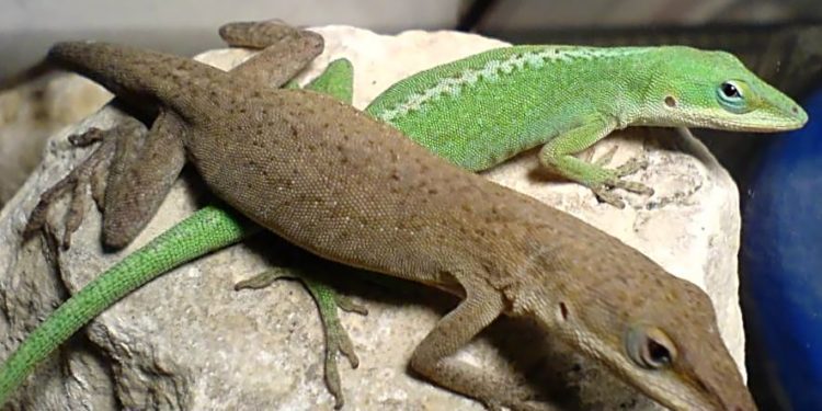 Green Anole -Brown Anole