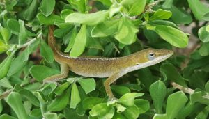 Green Anoles