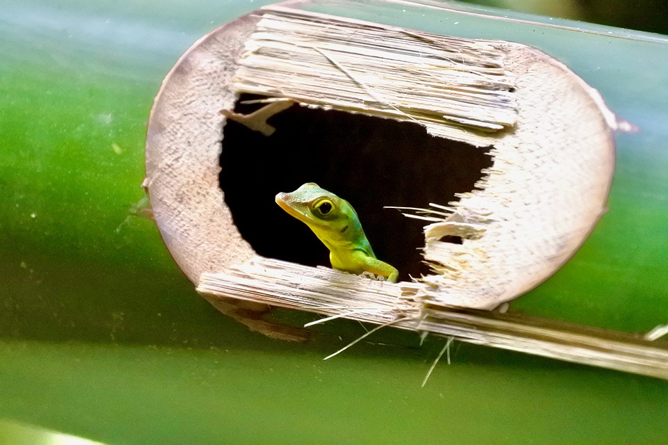 Why Do Green Anoles Climb Trees? MyPetCareJoy
