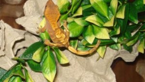 How To Find A Lost Crested Gecko