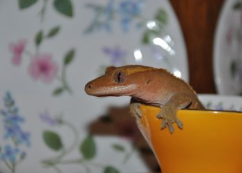 How To Find A Lost Crested Gecko