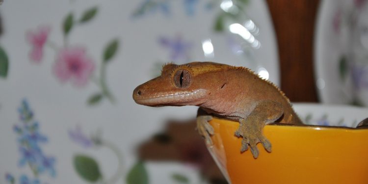 How To Find A Lost Crested Gecko