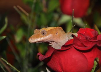 How To Tell If Crested Gecko Likes You