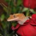 How To Tell If Crested Gecko Likes You