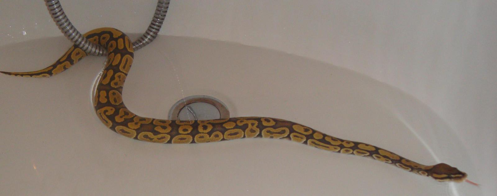 How to Bathe a Ball Python? MyPetCareJoy