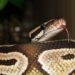 How to Incubate Ball Python Eggs