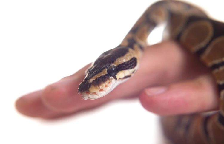 How to pick up a ball python