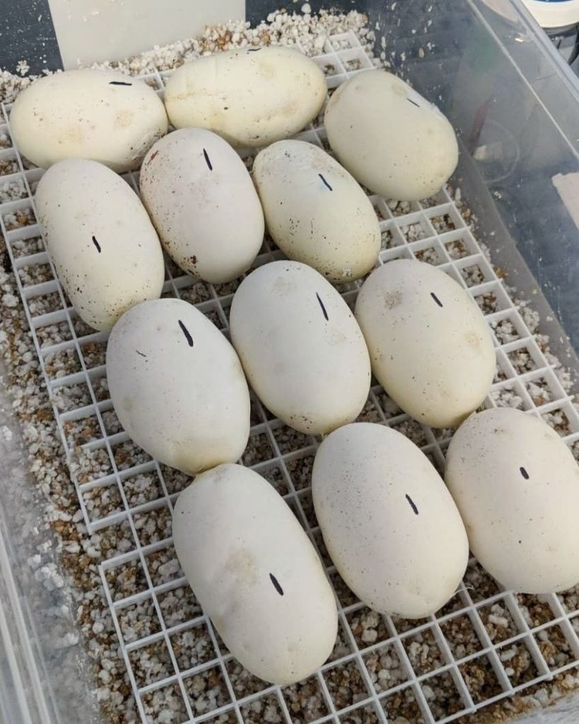 best ball python egg incubator