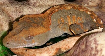 Crested-Gecko hibernate