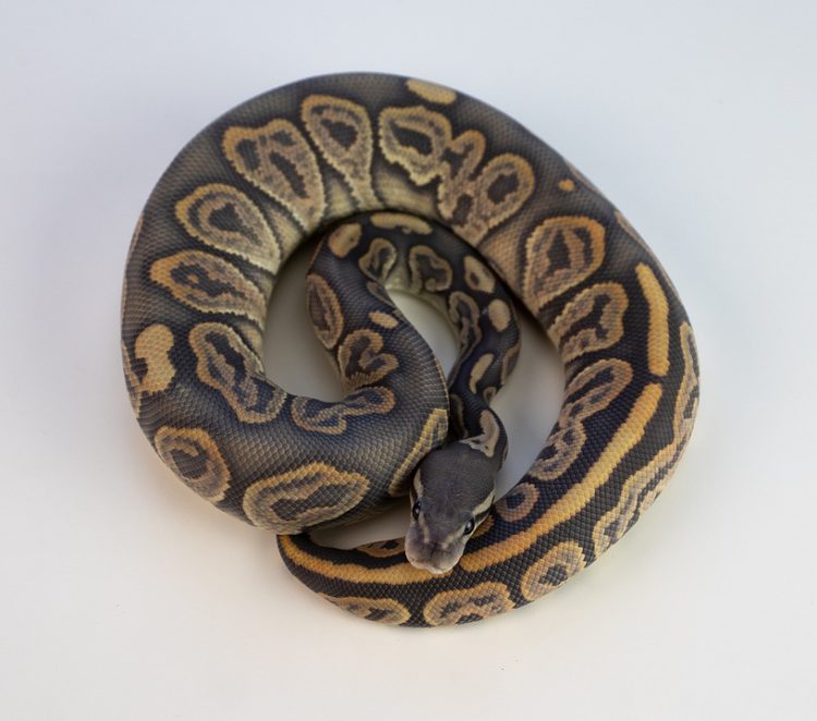Python tank setup