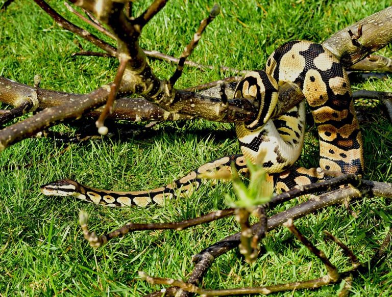 Under Tank Heating Pad For Ball Python at Donald Harrison blog