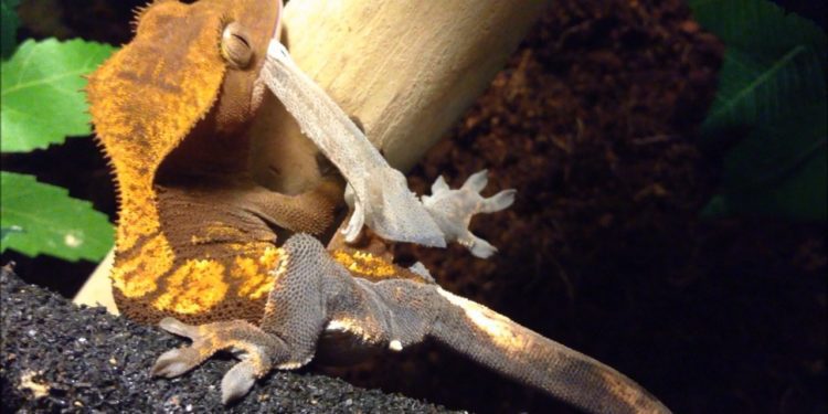 Shedding in crested gecko