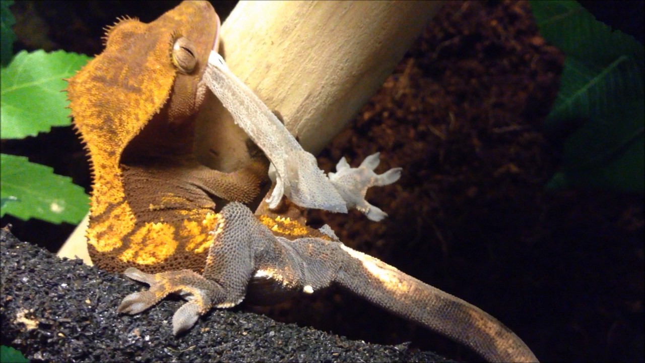 Crested Gecko Shedding Tips and Tricks.