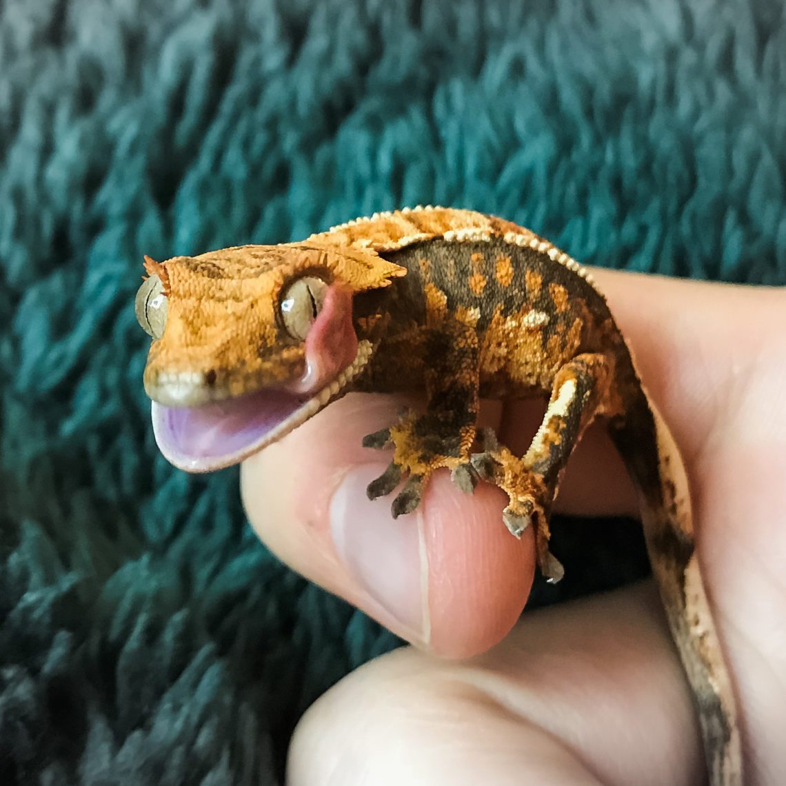 crested gecko figure