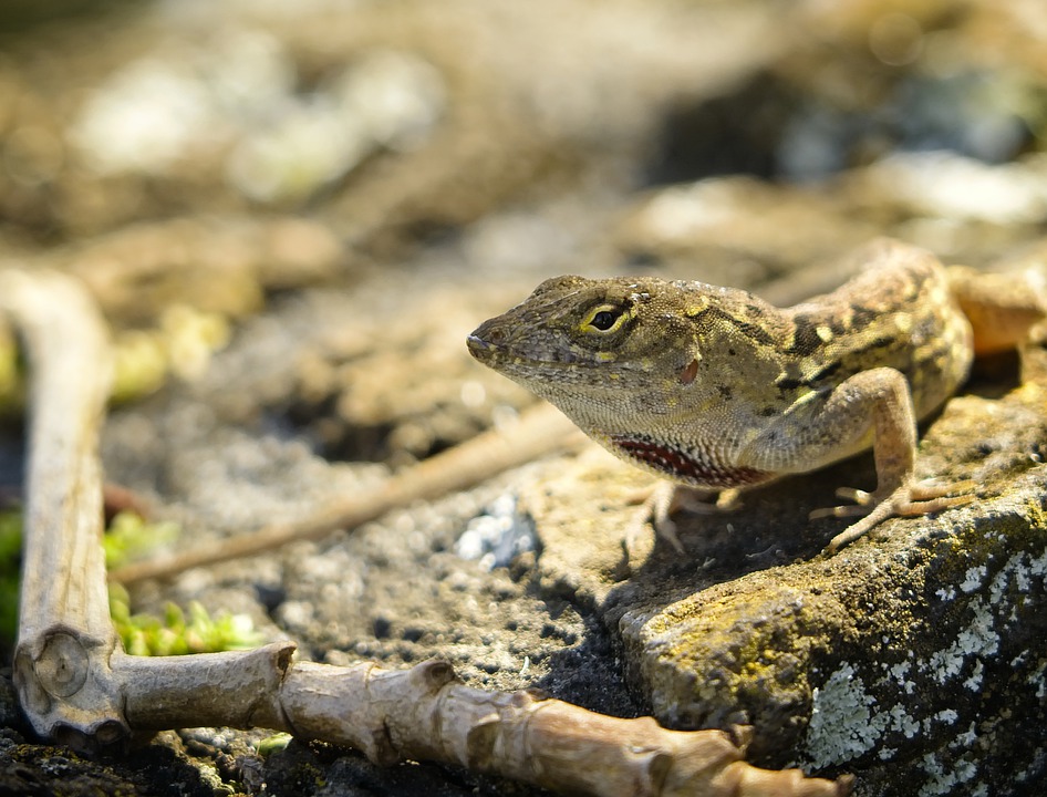 How To Care For Brown Anoles? MyPetCareJoy