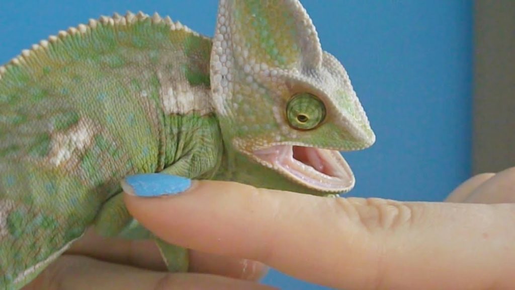 What To Do If A Chameleon Bites You MyPetCareJoy