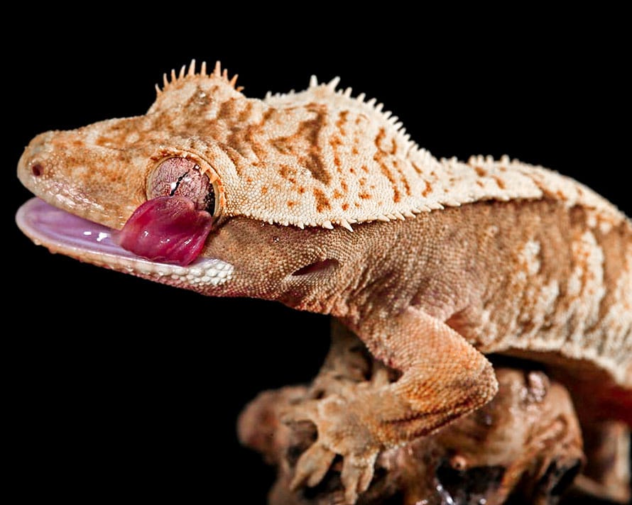 What Worms Can You Feed to Your Crested Gecko MyPetCareJoy