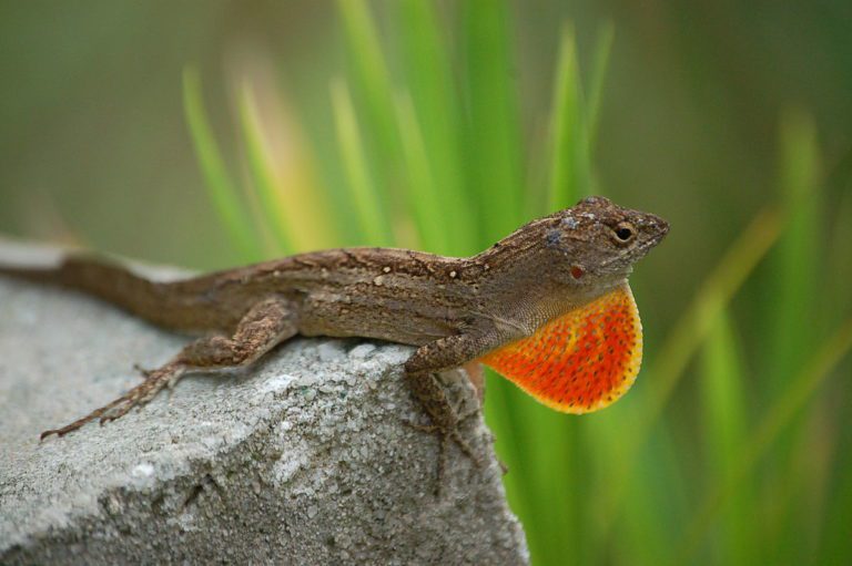 Why Do Anole Change Color? | MyPetCareJoy