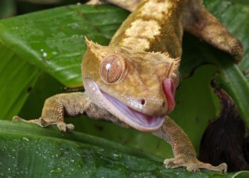 Worms You Can Feed to Your Crested Gecko
