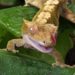 Worms You Can Feed to Your Crested Gecko