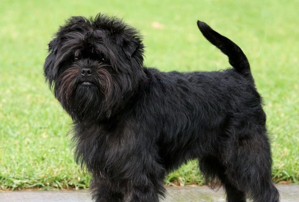 affenpinscher