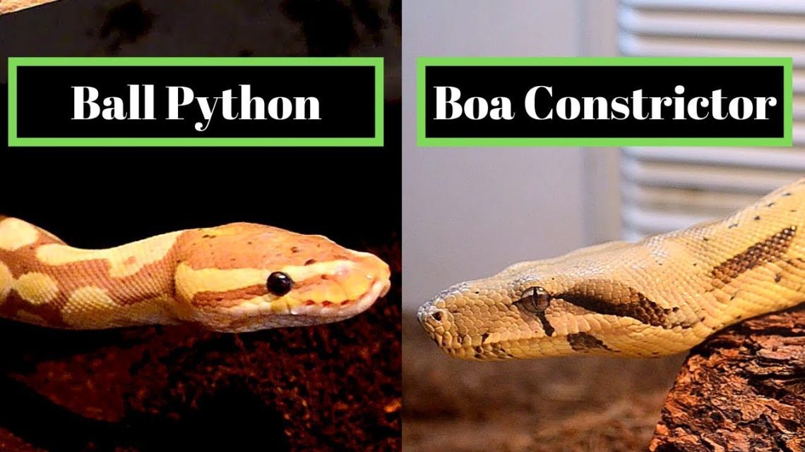 Differences Between Ball Pythons And Boas | MyPetCareJoy