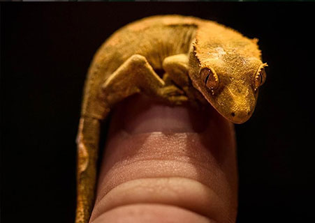 -crested-gecko