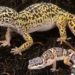 leopard gecko-