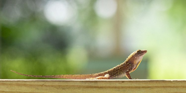 5 Best Substrate For Anoles
