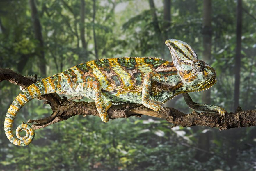 wild republic chameleon