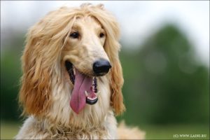 Afghan Hound Dangerous