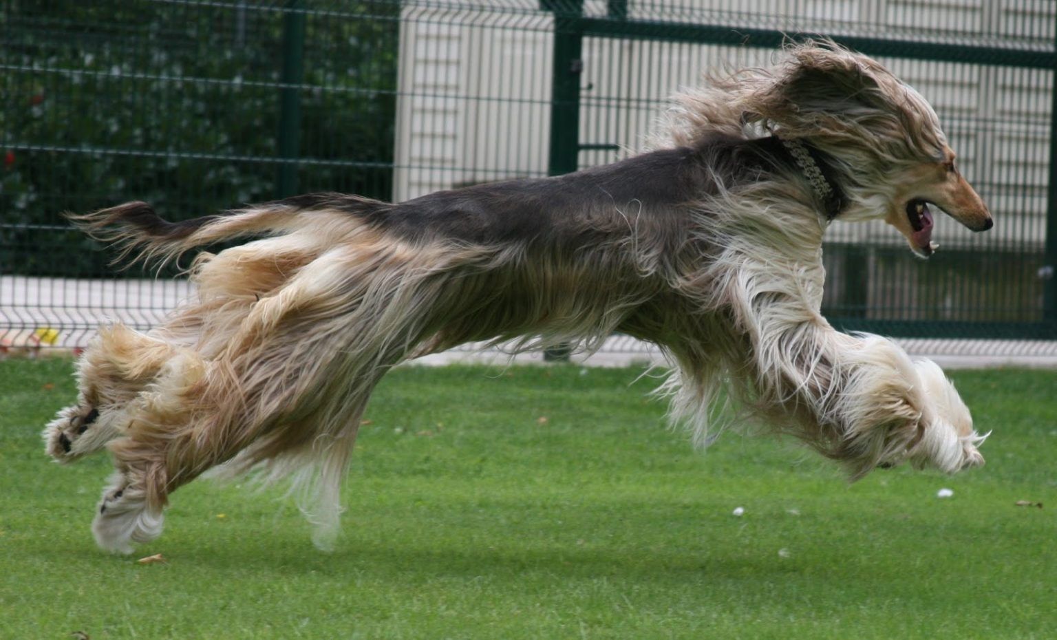 Are Afghan Hounds Good Guard Dogs? MyPetCareJoy