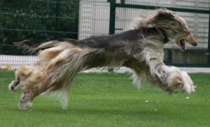 Afghan Hounds Good Guard Dogs