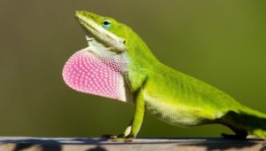 Another green anole