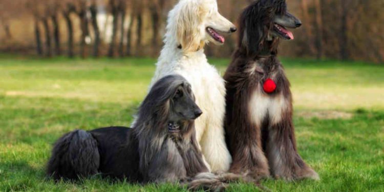 Are Afghan Hounds Good Guard Dogs