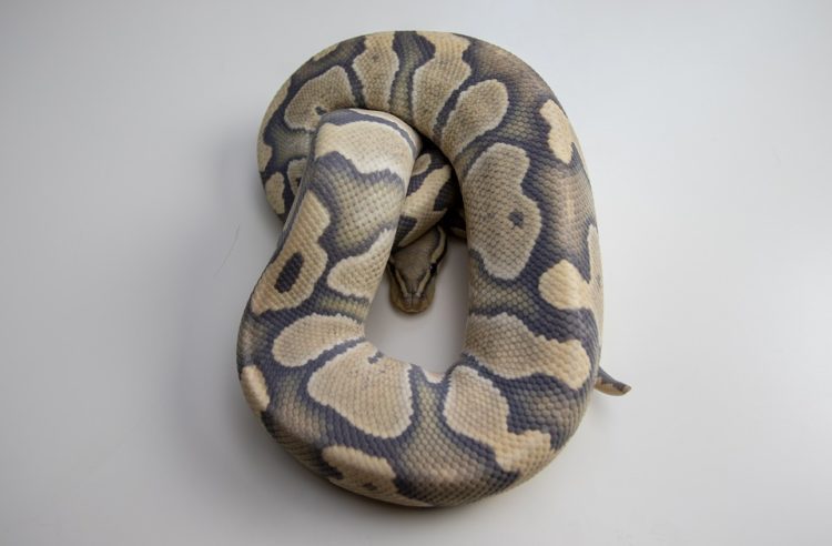 Ball Python Shedding Behaviour