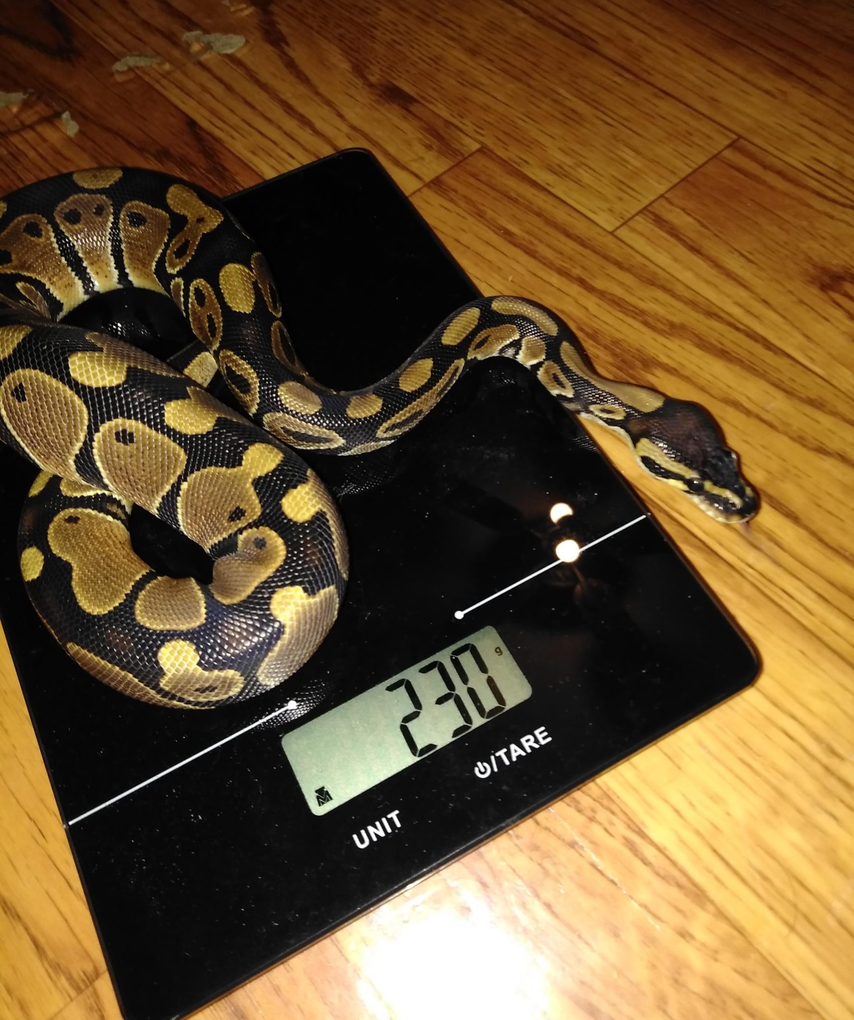 Ball Python Weight Chart