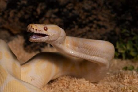 Ball Pythons Aggressive or not