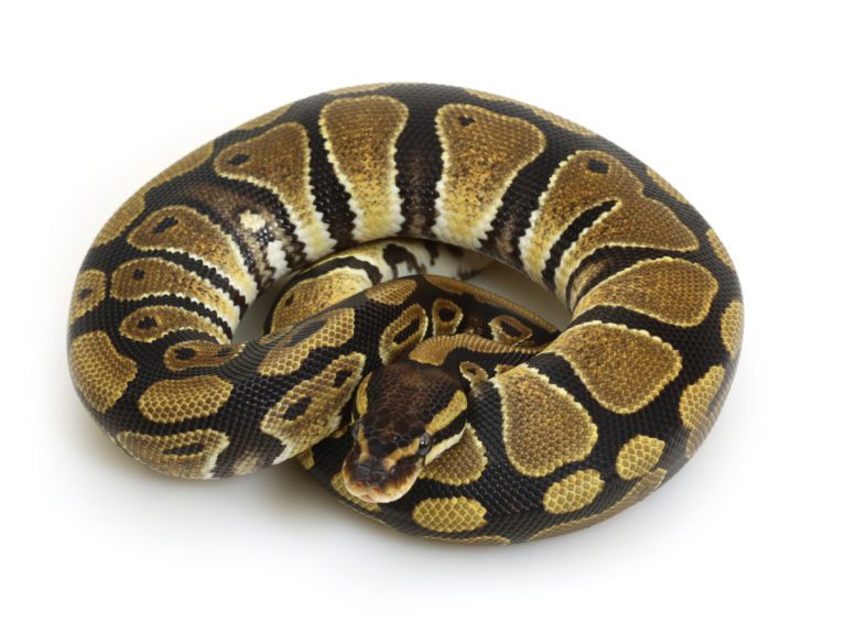Can Ball Pythons Eat Fish? MyPetCareJoy