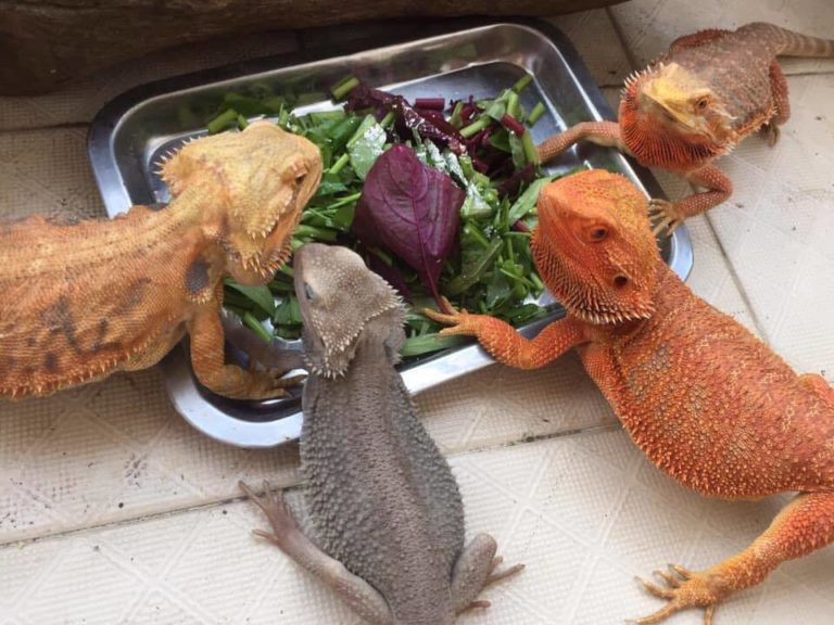 Can Bearded Dragon Eat Celery? MyPetCareJoy
