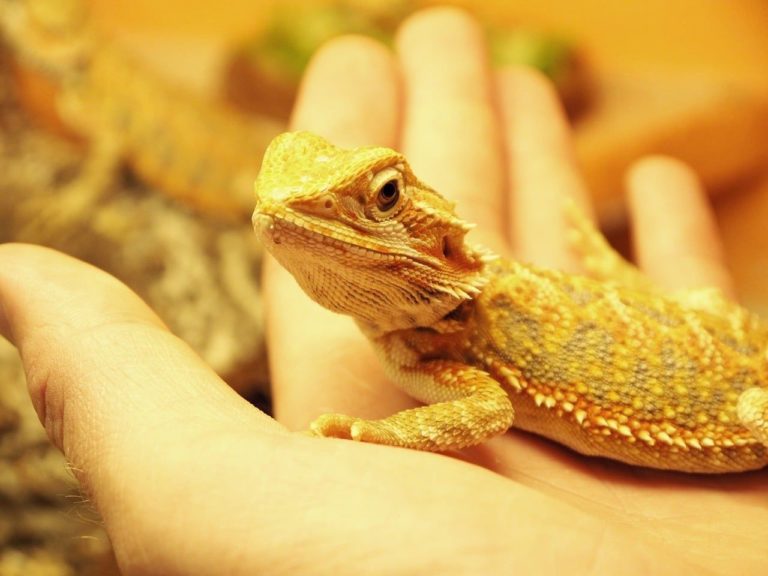 Can Bearded Dragon Eat Cilantro? MyPetCareJoy