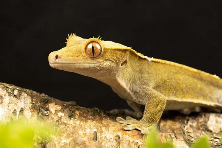 Can Crested Geckos Live with Bearded Dragons? MyPetCareJoy