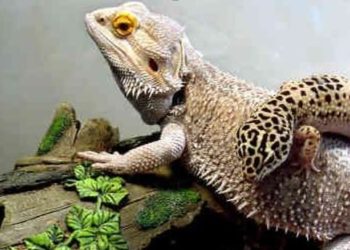 Bearded Dragons Live With Leopard Geckos