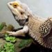 Bearded Dragons Live With Leopard Geckos