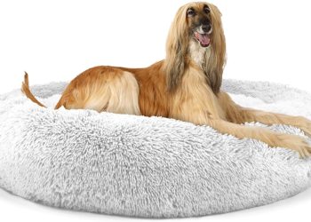 Beds For Afghan Hounds