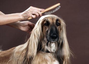 Best Brush For Afghan Hound