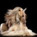 Best Clippers For Afghan Hound